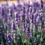 Is Lavender Native to Australia? Discover Its Origins and Varieties