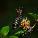 Is Queen of the Night Invasive? Understanding the Impact on Local Ecosystems