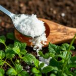 Is Table Salt or Epsom Salt Better for Killing Weeds? A Comprehensive Comparison Guide