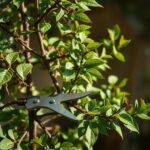 Is There a Wrong Time to Prune? Essential Tips for Optimal Plant Care