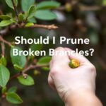 Should I Prune Broken Branches? Essential Tips for Garden Health