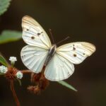 The Fascinating Caper White Butterfly Australia: Habitat, Life Cycle, and Conservation
