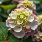 The Ultimate Guide on When to Take Hydrangea Cuttings for Successful Propagation