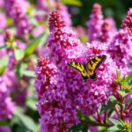 The Ultimate Guide to Buddleia Butterfly Bush Pruning: Tips for a Healthier Garden