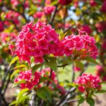 The Ultimate Guide to Fertilizing Crepe Myrtles Trees for Vibrant Blooms