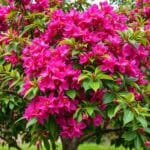 The Ultimate Guide to Full Grown Natchez Crape Myrtle: Care, Benefits, and Features