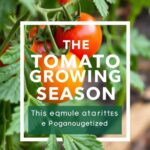 The Ultimate Guide to the Tomato Growing Season Melbourne: Tips and Timing for a Bountiful Harvest