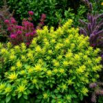Top 10 Low Maintenance Fast Growing Shrubs to 2 Metres Australia for a Lush Garden