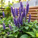 Top 10 Outdoor Plants for Shaded Areas: Enhance Your Garden's Appeal