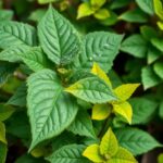 Top 10 What Plants Are Good for Winter Shade and Summer Sun in Australia? Tips for Gardeners