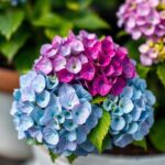 Ultimate Guide: How to Grow Hydrangeas in Pots for Vibrant Blooms