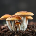 Ultimate Guide: How to Grow Mushrooms Australia for Beginners
