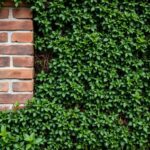 Ultimate Guide: How to Rejuvenate an Old Hedge? Tips and Techniques for Lush Greenery