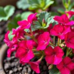 Ultimate Guide on How to Plant a Geranium Cutting: Step-by-Step Instructions for Success
