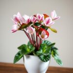 Ultimate Guide to Care for Cyclamen Plant Indoors: Tips for Thriving Growth