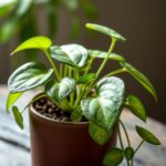Ultimate Guide to Chinese Money Plant Propagation: Tips and Techniques for Success