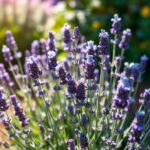 Ultimate Guide to Lavender Plant Blooming Season: Tips for a Thriving Garden