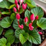 Ultimate Guide to the Care of Cyclamens in Australia: Tips for Thriving Plants