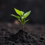 What Causes Dirt to Turn Black? Uncovering the Factors Behind Dark Soil Change