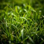 What is Another Term for Grass? Exploring Alternative Names and Uses