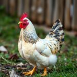 What is the Best Egg Laying Hen? Top Breeds and Essential Guide