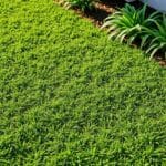 What is the Best Ground Cover to Use Instead of Grass? Top Options for Your Landscape
