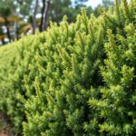What is the fast growing native hedge plant in Australia? Discover Top Examples and Tips for Your Garden