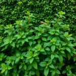 What is the Fastest Growing Privacy Plant from Neighbors? Discover the Best Options for Your Garden