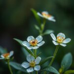 What is the most successful type of flowering plant? Discover the Top Contenders and Their Unique Traits