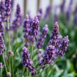 When is the Best Time to Plant Lavender in Australia? A Seasonal Guide for Gardeners
