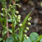 When to Plant Snow Peas in NSW: A Comprehensive Guide for Optimal Growth