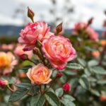 When to Prune Roses in Tasmania: The Ultimate Guide for Gardeners