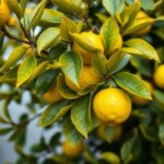 Why Are the Leaves on My Citrus Tree Turning Yellow? Common Causes and Solutions