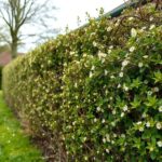 Why is my hawthorn hedge dying? Common Causes and Solutions Explained