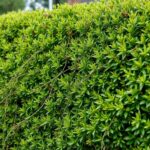 Why is my hedge suddenly dying? Top Reasons and Solutions Explained
